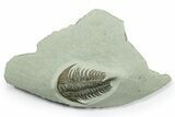 Lower Cambrian Trilobite (Pseudosaukianda) - Issafen, Morocco #270506-1